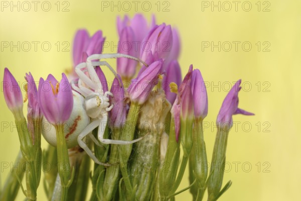 Goldenrod Crab Spider (Misumena vatia) adult hiding in flower, North Rhine-Westphalia, Germany