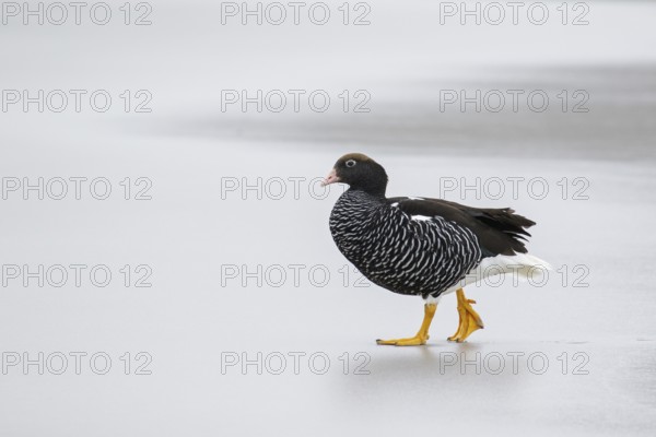 Kelp Goose (Chloephaga hybrida) on a beach in the Falkland Islands