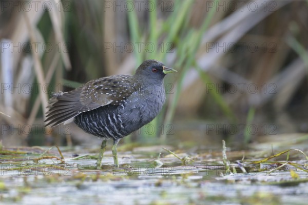 Australian Crake (Porzana fluminea) foraging, Victoria, Australia