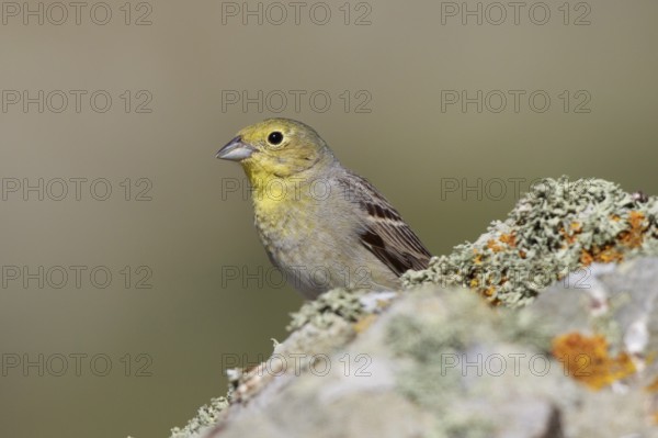 Cinereous Bunting (Emberiza cineracea) male perched on a rock, Greece