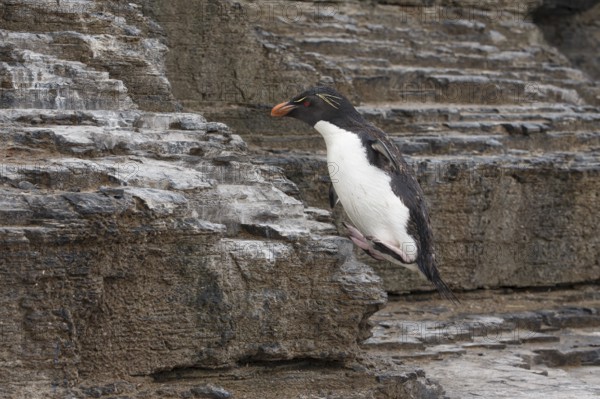 Southern Rockhopper Penguin (Eudyptes chrysocome) hopping, Bleaker Island, Falkland Islands