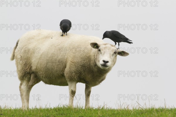 Western Jackdaw (Coloeus monedula), Texel, Netherlands