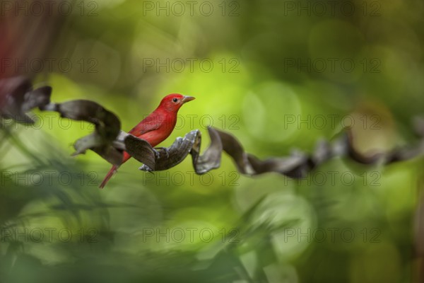 Summer Tanagers are beautiful birds that migrate from the eastern US and Canada to the neotropics each winter. I encountered this beautiful male on the grounds of the Selva Verde Lodge in Costa Rica. I loved the setting and quickly fired off a couple of shots with a telephoto lens sets at its widest aperture for a dreamy, shallow depth of field to this bird portrait