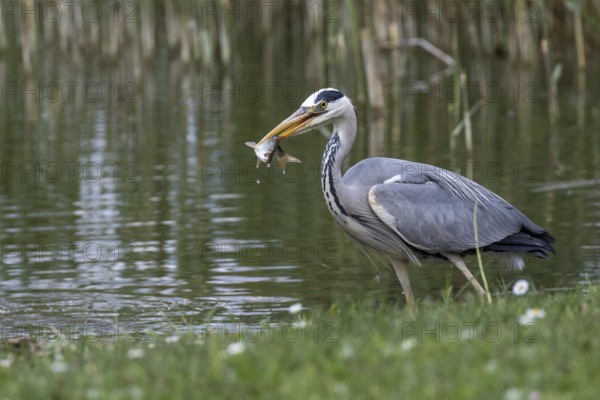 Grey Heron (Ardea cinerea) eating Common bleak (Alburnus alburnus), Mecklenburg-Western Pomerania, Germany