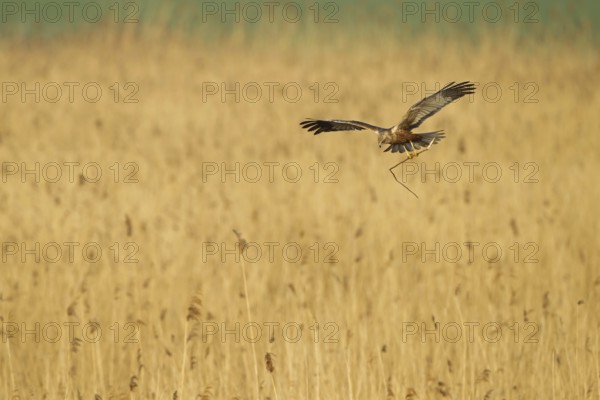 Western Marsh Harrier (Circus aeruginosus) flying, Rhineland-Palatinate, Germany