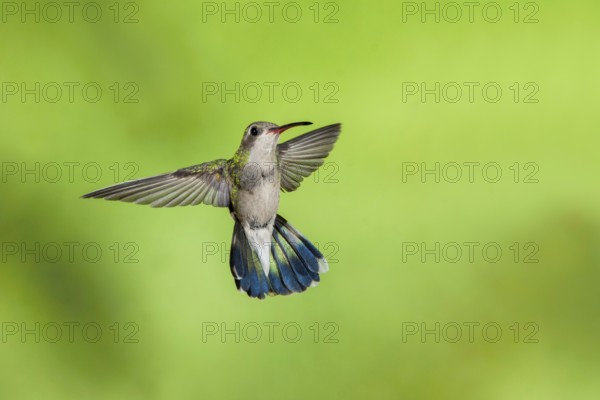 Broad-billed Hummingbird Cynanthus latirostris Santa Rita Mountains, Arizona, USA 18 May Adult Female Trochilidae