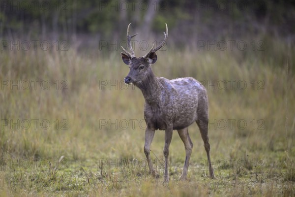 Sambar or horse deer (Cervus unicolor), Corbett National Park, near Ramnagar, Uttarakhand State, India
