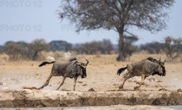 Blue wildebeest (Connochaetes taurinus), two animals running, Nxai Pan National Park, Botswana Blue wildebeest (Connochaetes taurinus), two animals running, Nxai Pan National Park, Botswana