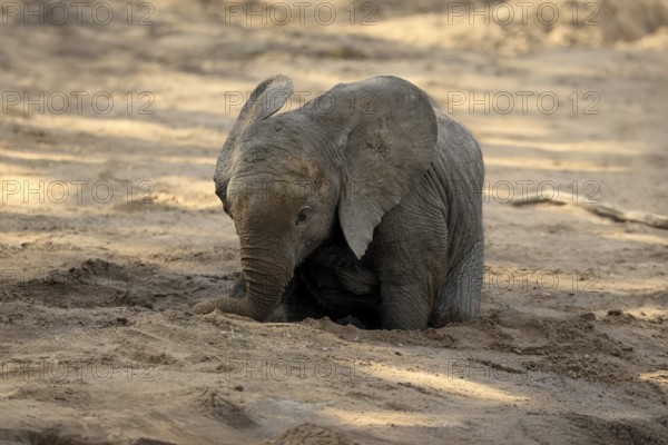 African elephant (Loxodonta africana), young animal, digging, drinking, searching for water, dried up riverbed, Kruger, Kruger National Park, South Africa