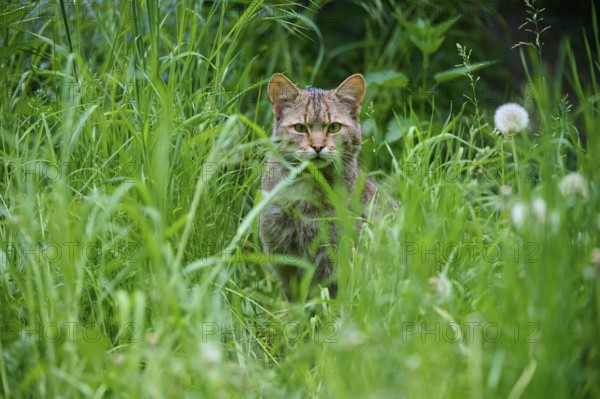 Wildcat (Felis silvestris), hiding in tall grass, with dandelion, Germany