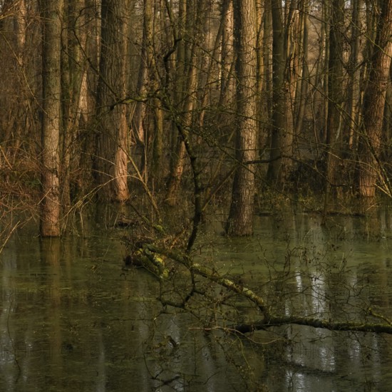 At high water levels... near-natural marshy forest, alluvial forest with alders, poplars, ash trees and dense undergrowth, alder forest in the area of a Rhine meander that silted up centuries ago, old Rhine, endangered native nature, weather conditions, unspoilt landscape in North Rhine-Westphalia, Germany, Lanker Bruch, Strümper Bruch, Ilvericher Altrheinschlinge, Meerbusch, Rhein-Kreis Neuss, North Rhine-Westphalia, Western Europe