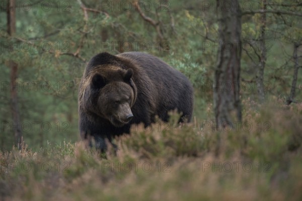 European brown bear (Ursus arctos), adult, particularly strong, respectable animal in natural environment roams through dense undergrowth of a forest, native nature, Central Europe