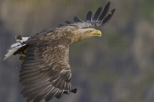 White-tailed Eagle (Haliaeetus albicilla) flying, Nord-Trondelag, Norway