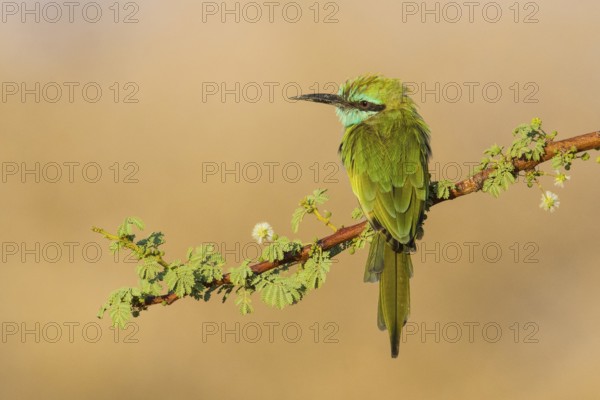 Green Bee-eater (Merops orientalis), Eilat, Israel