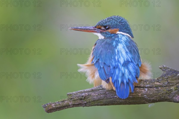 Common Kingfisher (Alcedo atthis) female perched on a branch, Saxony-Anhalt, Germany