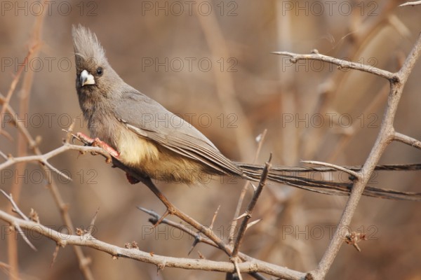 White-backed Mousebird (Colius colius), Namibia