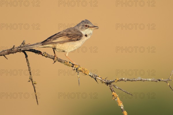 Common Whitethroat (Sylvia communis), Baden-Wuerttemberg, Germany