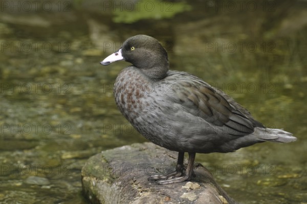 Blue Duck (Hymenolaimus malacorhynchos), New Zealand