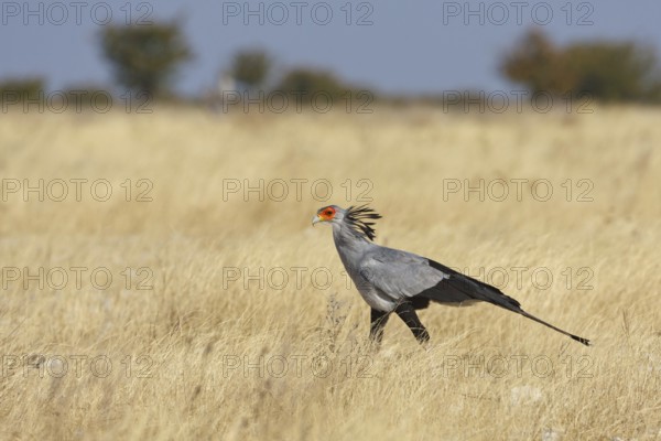 Secretarybird (Sagittarius serpentarius), Oshikoto, Namibia