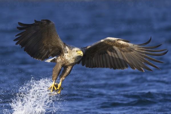 White-tailed Eagle (Haliaeetus albicilla) flying, Nord-Trondelag, Norway