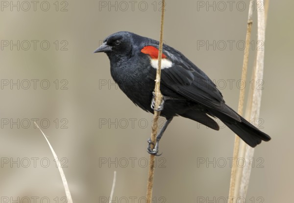 Tricolored Blackbird (Agelaius tricolor) male, California, USA
