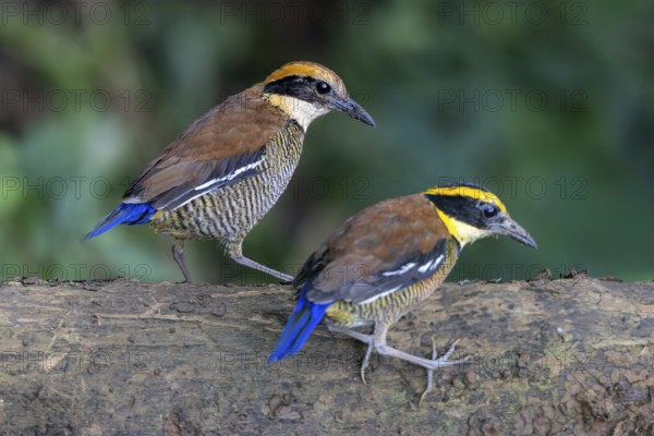 Javan Banded Pitta (Hydrornis guajanus) pair, Bali, Indonesia