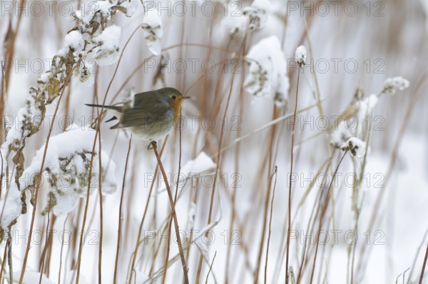 European Robin (Erithacus rubecula), Lower Saxony, Germany