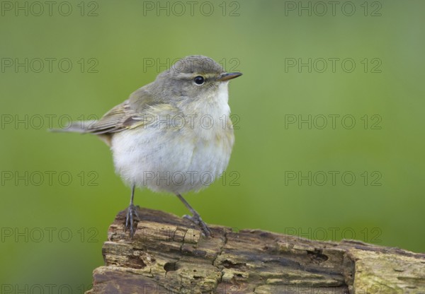 Common Chiffchaff (Phylloscopus collybita), Mecklenburg-Western Pomerania, Germany