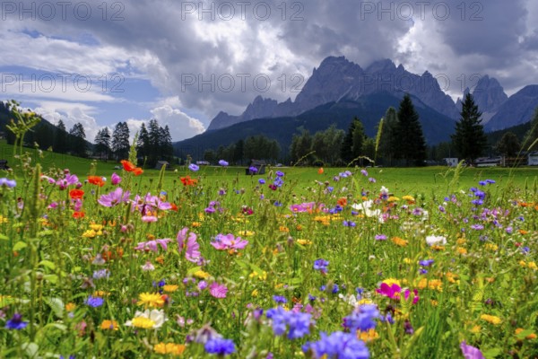 Wildflower meadow, in front of the Sesto Dolomites, Sesto Sundial, Sesto, Dolomites, Val Pusteria, South Tyrol, Italy