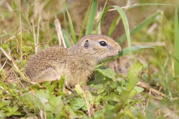 An adult European ground squirrel (Spermophilus citellus) or European souslik stands in a meadow with tall green vegetation and eats from it