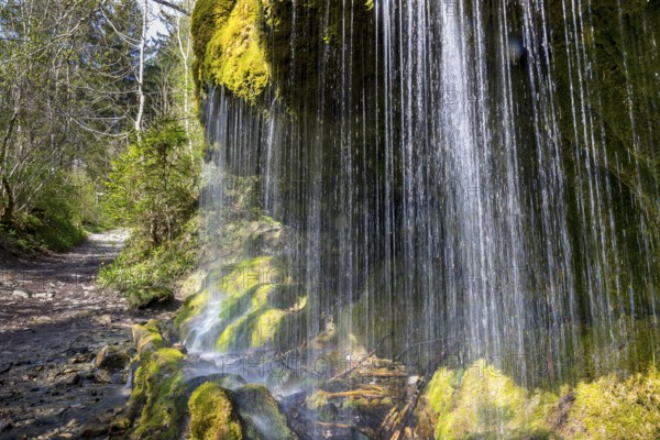 Dietfurt Waterfall, a moss waterfall in the Wutach Gorge, Black Forest, Baden-Württemberg, Germany