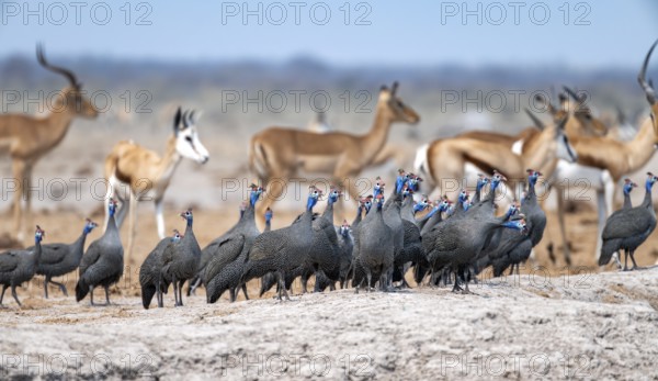 Helmeted guinea fowl (Numida meleagris), flock at the waterhole, Nxai Pan National Park, Botswana