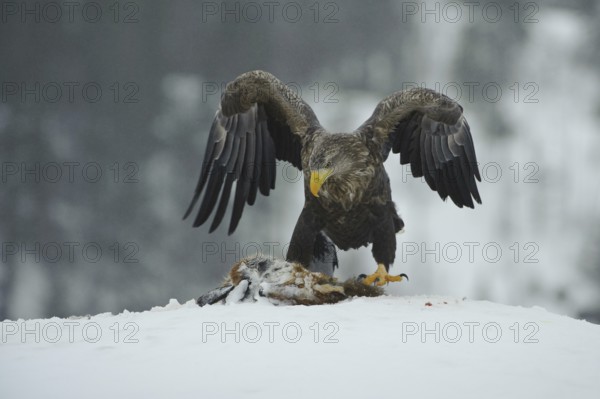 White-tailed Eagle (Haliaeetus albicilla), Norway