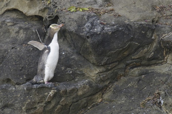 Yellow-eyed Penguin (Megadyptes antipodes), New Zealand