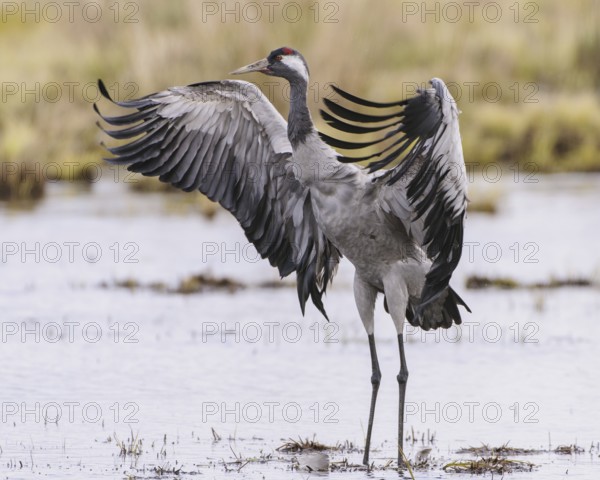 Common Crane (Grus grus), Vaestergoetland, Sweden