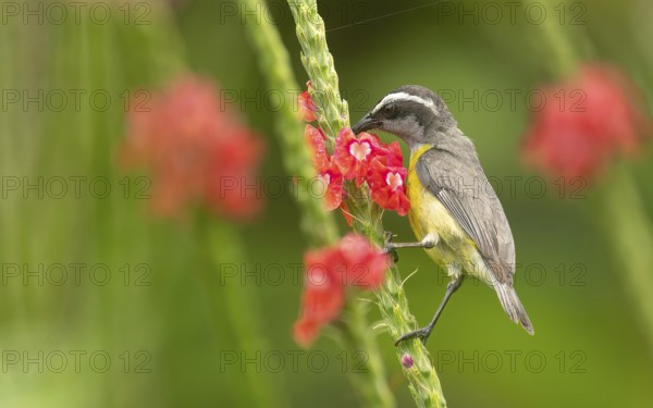 Zuckervogel oder Bananaquit (Coereba flaveola)