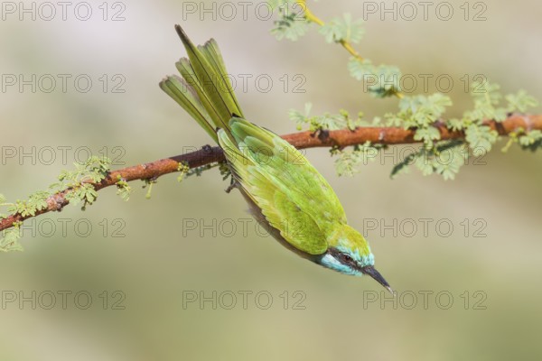 Green Bee-eater (Merops orientalis), Eilat, Israel