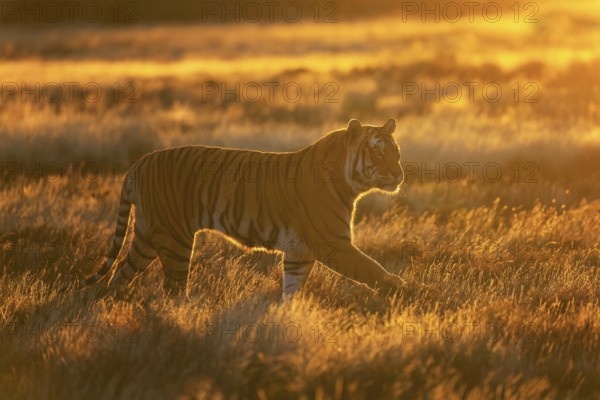 Bengal Tiger (Panthera tigris) adult walking in grassland in colorful morning light, Philippolis, South Africa