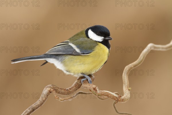 Great Tit (Parus major), Utrecht, Netherlands