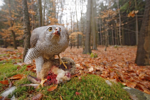 Goshawk, Accipiter gentilis, feeding on killed hare in the forest. Bird of Prey with fur catch in the habitat. Animal behaviour, wildlife scene from nature. Goshawk in the green Life in autumn forest