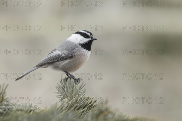 Mountain Chickadee (Poecile gambeli), California, USA