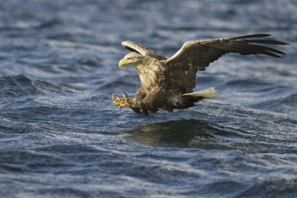 White-tailed Eagle (Haliaeetus albicilla) flying, Nord-Trondelag, Norway