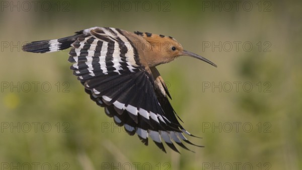 Eurasian Hoopoe (Upupa epops) flying, Subotica, Serbia