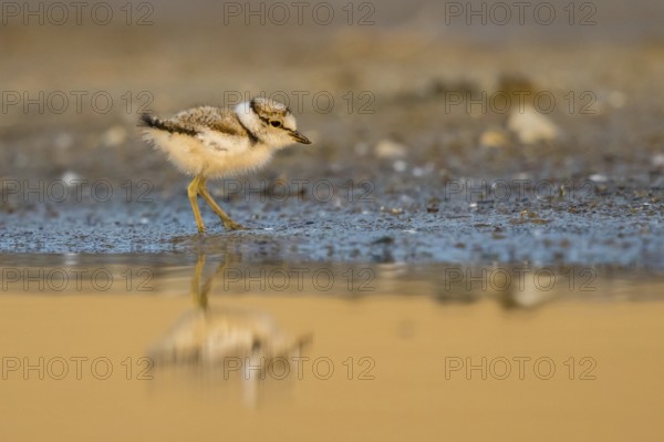 Little Ringed Plover (Charadrius dubius) chick at a waterhole, North Rhine-Westphalia, Germany
