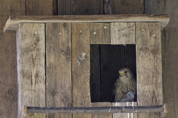 Kestrel (Falco tinnunculus) female and young bird at the incubator, village in Münsterland, North Rhine-Westphalia