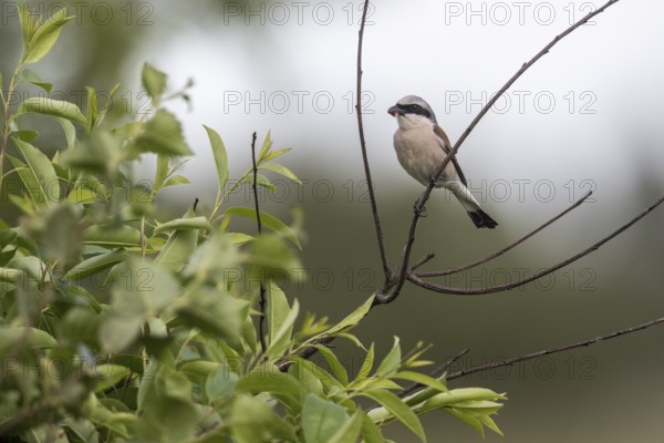 Red-backed shrike (Lanius collurio), Emsland, Lower Saxony, Germany