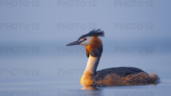 A great crested grebe (Podiceps Scalloped ribbonfish) swimming on the Steinhuder Meer, animal photo, bird, bird species, nature photo, wildlife, fauna, Hagenburg, Lower Saxony, Germany