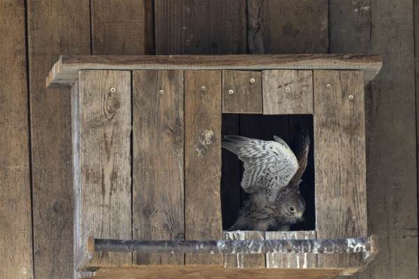 Kestrel (Falco tinnunculus) young bird practising flying in the incubator, village in Münsterland, North Rhine-Westphalia