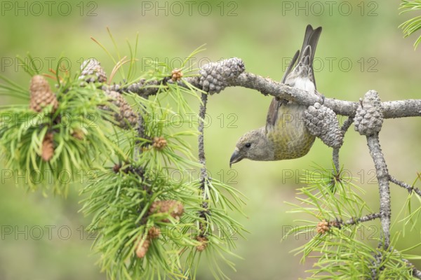 Red Crossbill (Loxia curvirostra) female perched on a conifer branch, Colorado, USA