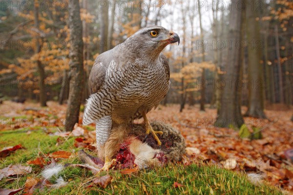 Life in autumn forest. Goshawk, Accipiter gentilis, feeding on killed hare in the forest. Bird of Prey with fur catch in the habitat. Animal behaviour, wildlife scene from nature. Goshawk in the green